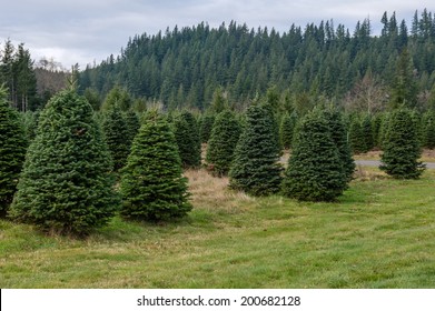 A tree farm growing fir trees for Christmas decorations