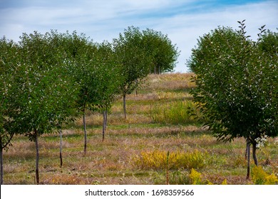 Tree Farm In Northwestern Michigan Near Traverse City, Lake Leelanau. Rows Of Trees On Overcast Day. Traverse City Is Known For Its Cherries.