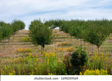 Tree Farm In Northwestern Michigan Near Traverse City, Lake Leelanau. Rows Of Trees On Overcast Day. Traverse City Is Known For Its Cherries.