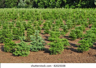 Tree Farm Nursery Plantation,young Forest Grow