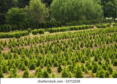 Tree Farm In Spring Time