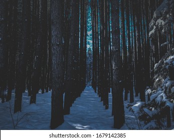 A Tree Farm In Thunder Bay, ON.