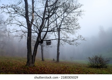 A tree with a feeder in the autumn fog. Mystical fog in autumn park. Spooky fog in autumn park. Autumn fog