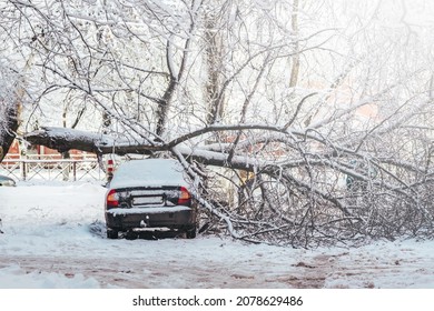tree fell after heavy snowfall and crushed the cars parked near the house. - Shutterstock ID 2078629486