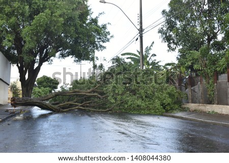 Tree fell after a storm in the urban area. old tree trunk fallen in city