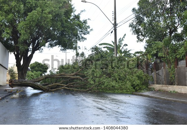 Tree fell after a storm in the urban area. old tree\
trunk fallen in city