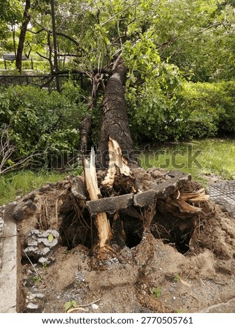 The tree fell down after strong wind from a summer storm
