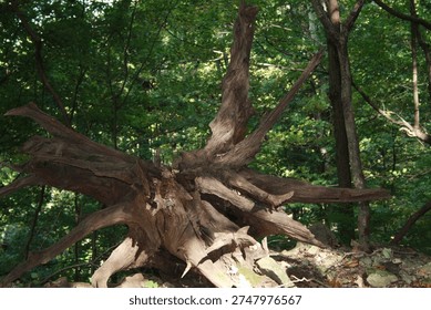 A tree fell and it's massive root now stands as artistic symbol of its strength in jefferson memmorial forest louisville ky