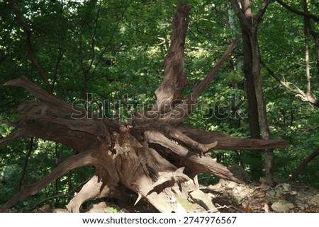 A tree fell and it's massive root now stands as artistic symbol of its strength in jefferson memmorial forest louisville ky