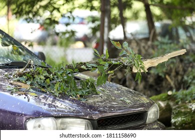 A Tree Fell On The Car Due To Strong Wind. Broken Vehicle After The Storm. Disaster In A City. Broken Car .