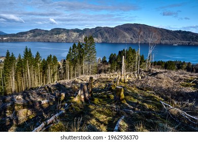 A Tree Felling Field. Hiking The Mountains Iseggene, Dalsnipa, Eikelandsfjellet And Sveivane In Osterøy Municipality In Norway