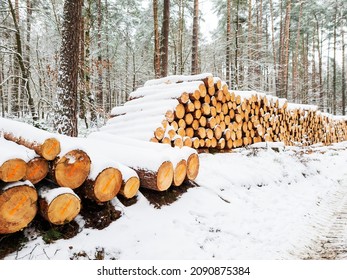 Tree Felling In The Forest In Winter, Tree Trunks Cut Down Along The Road, Covered With Snow.