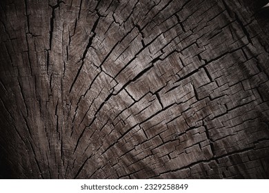 Tree felling. Wooden texture. Old log.
