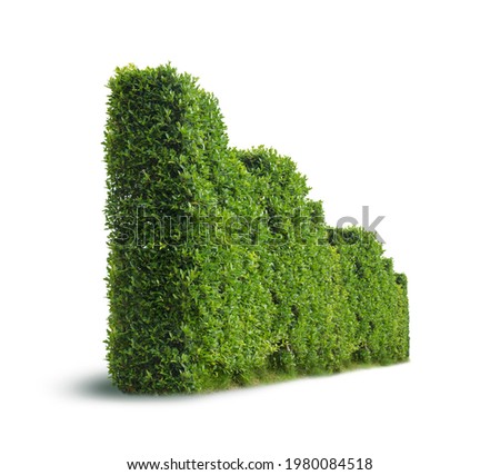 Tree fence wall isolated on white background. Bush or shrub in perspective with clipping paths for graphic design. Tropical plant popularly used to decorate the garden outside the building. 