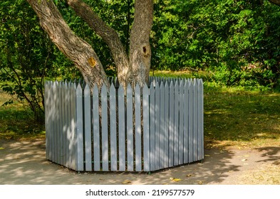 The tree is fenced with a wooden fence.
