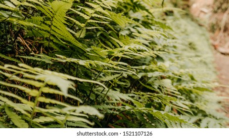 Tree Fern Of Dicksoniaceae Family