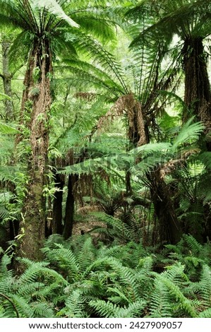 Tree ferns, dandenong ranges national park, victoria, australia, pacific