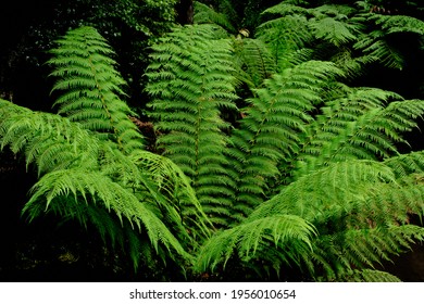 The Tree Ferns Are The Ferns That Grow With A Trunk Elevating The Fronds Above Ground Level. Most Tree Ferns Are Members Of The 