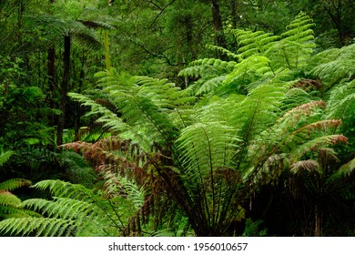 The Tree Ferns Are The Ferns That Grow With A Trunk Elevating The Fronds Above Ground Level. Most Tree Ferns Are Members Of The 