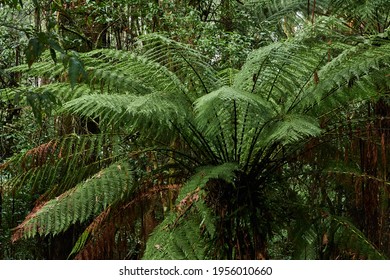 The Tree Ferns Are The Ferns That Grow With A Trunk Elevating The Fronds Above Ground Level. Most Tree Ferns Are Members Of The 