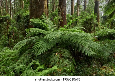 The tree ferns are the ferns that grow with a trunk elevating the fronds above ground level. Most tree ferns are members of the "core tree ferns", belonging to the families Dicksoniaceae, Metaxyaceae,