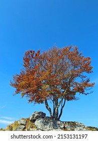tree with a few dry leaves in winter over the knoll and the blue sky