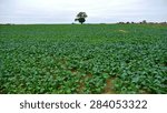 Tree in Field 
