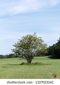 Tree in the Field