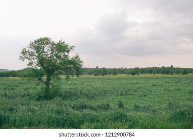 Tree in a field