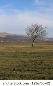 tree in the field