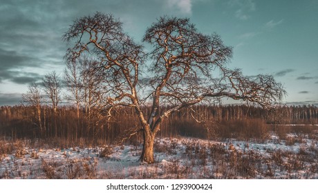 Tree in the field