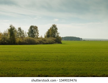 tree in the field