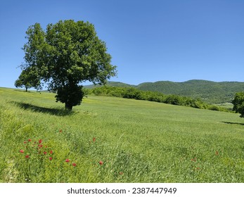 A tree in the field