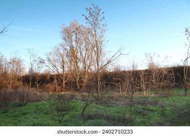A tree in a field