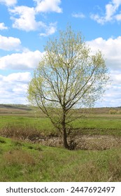 A tree in a field
