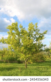 A tree in a field