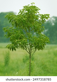 A tree in a field