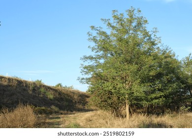 A tree in a field