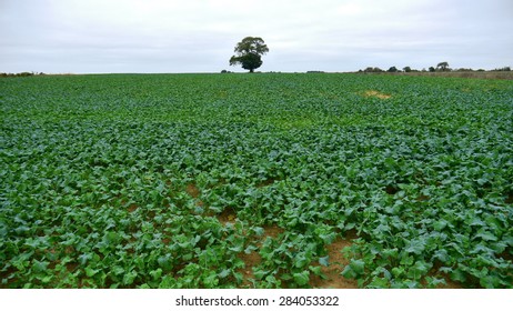 Tree in Field 