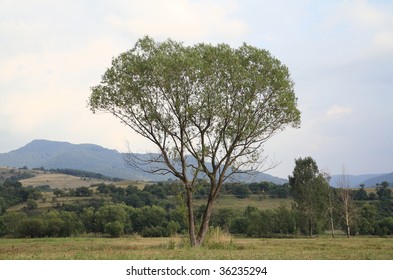 tree in a field