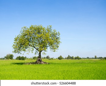 Tree in the field