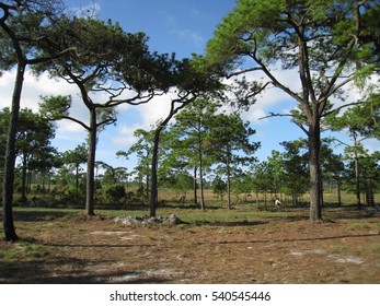 Tree Field