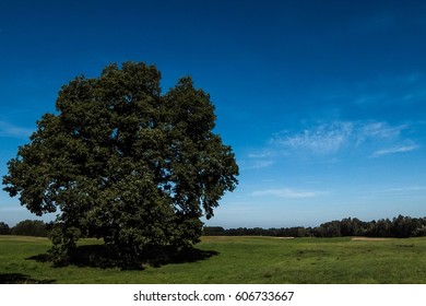 Tree in the field