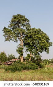 Tree in the field.