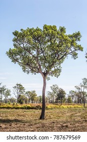 
Tree in the field