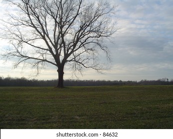 Tree in a Field