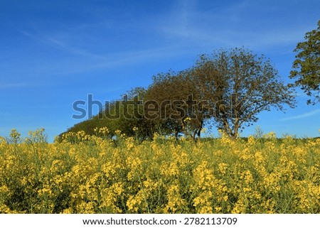 A tree in a field