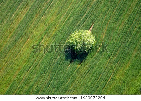 Similar – Baum von oben Natur