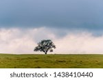 Tree in field with Clouds during rainstorm