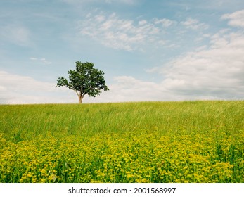 A Tree In A Field Of Flowers, Newburgh, The Hudson Valley, New York